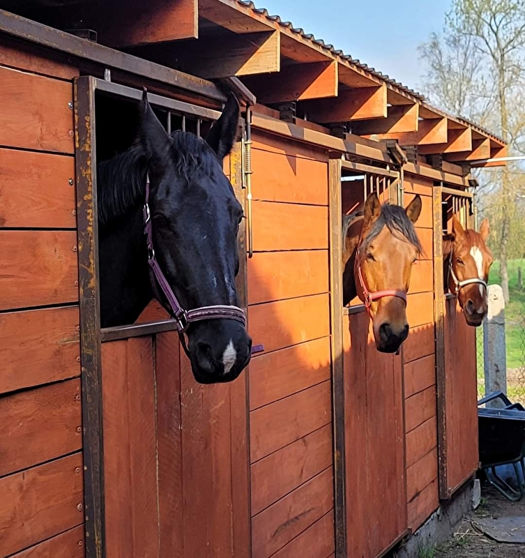 Greys Horses - zdjęcie 12