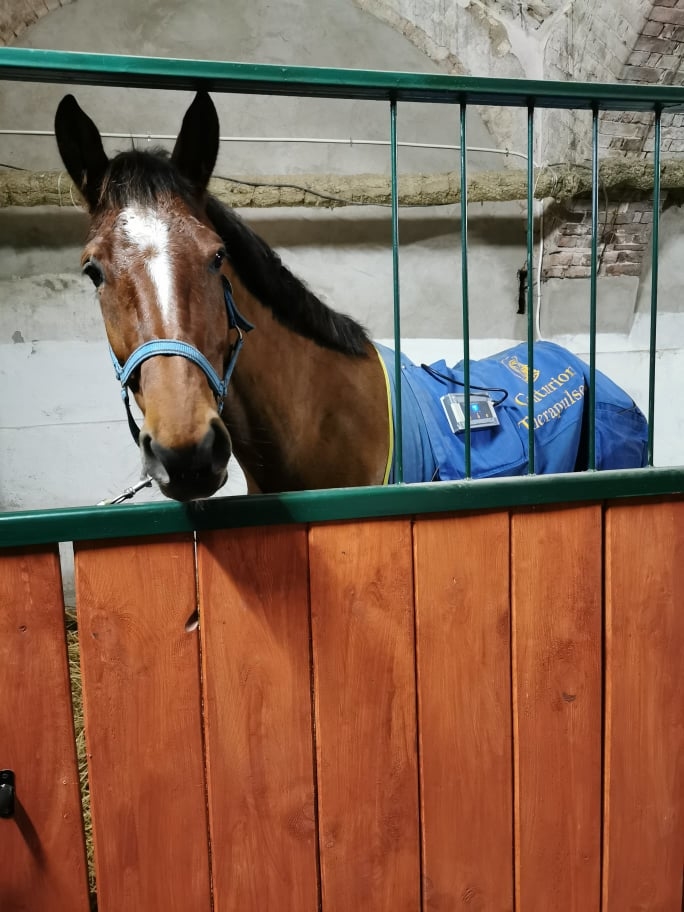 Greys Horses - zdjęcie 14