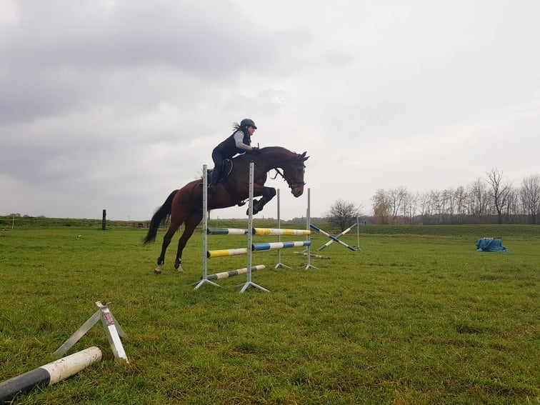 Greys Horses - zdjęcie 15