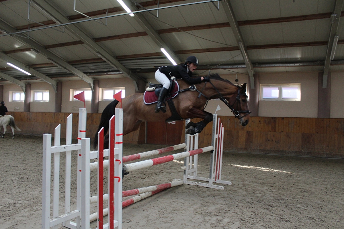 Greys Horses - zdjęcie 19