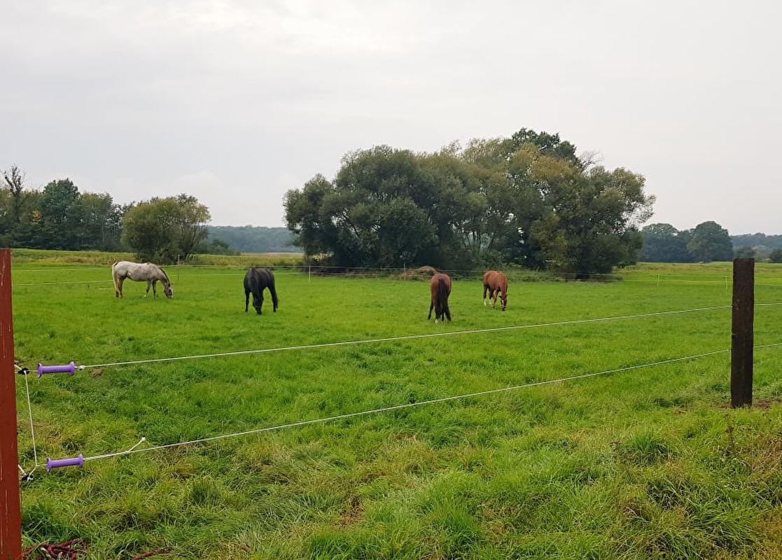Greys Horses - zdjęcie 20