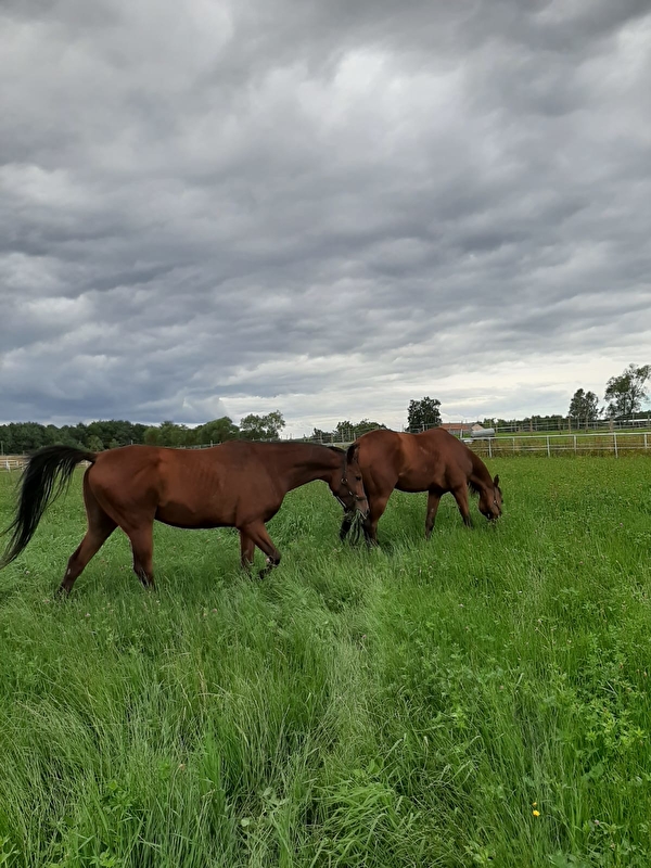 The Old Oak Stables - zdjęcie 1