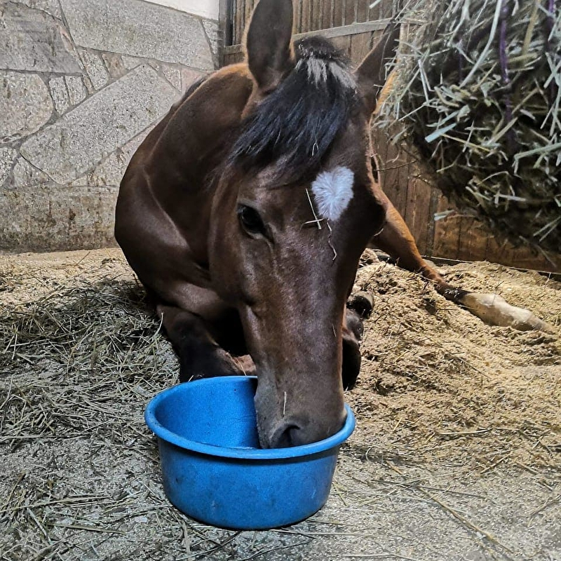 The Old Oak Stables - zdjęcie 3