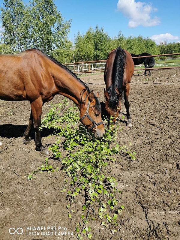 The Old Oak Stables - zdjęcie 6