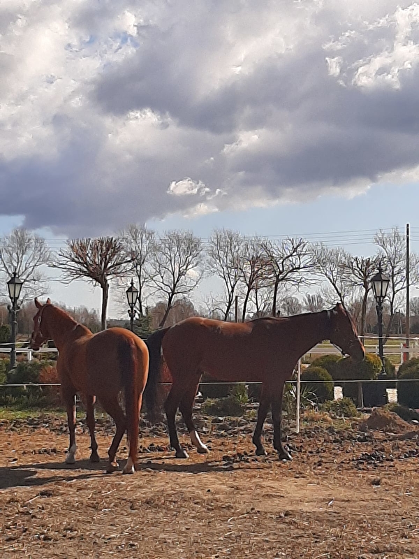 The Old Oak Stables - zdjęcie 11