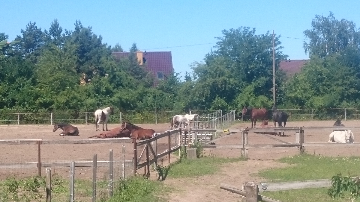 Stajnia Karabela - zdjęcie 1