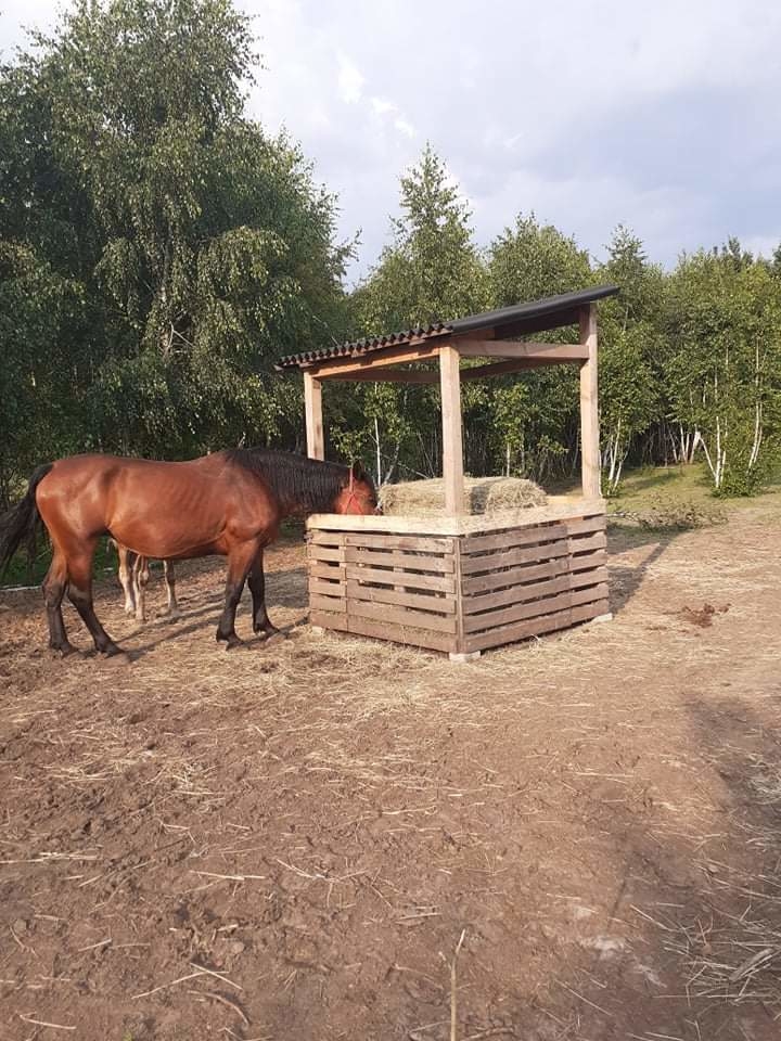 Kameralna stajnia z boksami angielskimi - zdjęcie 5