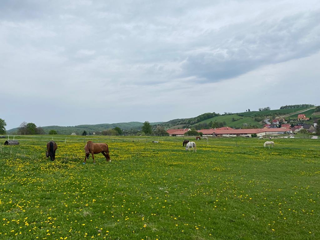 Stajnia Lovarda - zdjęcie 8