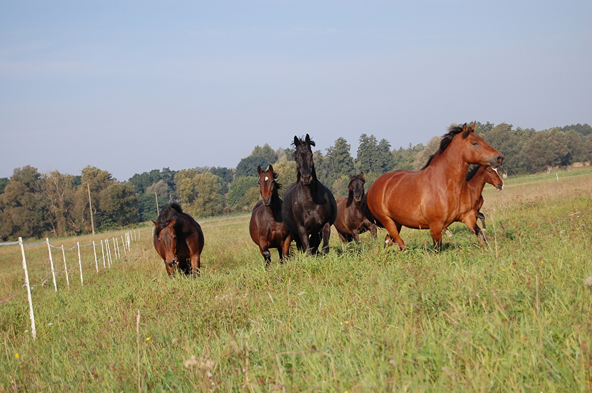 Zwierzyniec Baby Jagi - zdjęcie 1