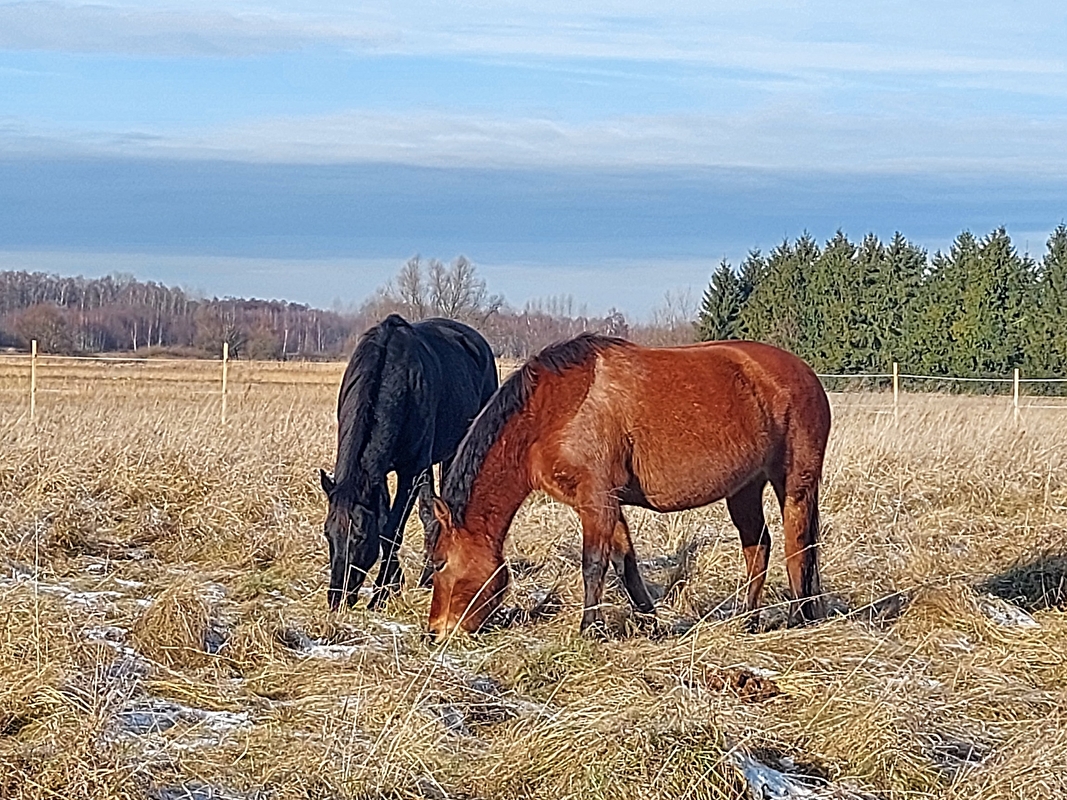 Zwierzyniec Baby Jagi - zdjęcie 10