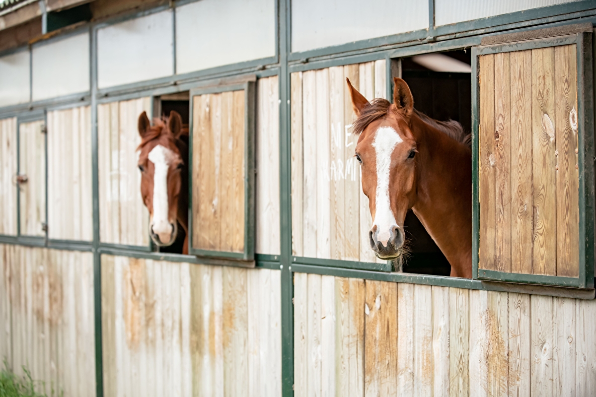 Salio Equisport Resort - zdjęcie 4