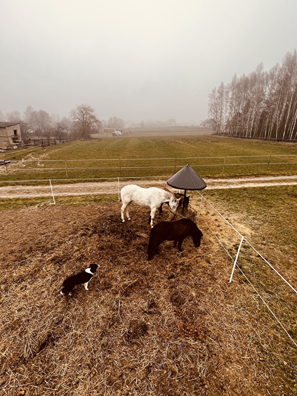 Stajnia Agro - zdjęcie 7