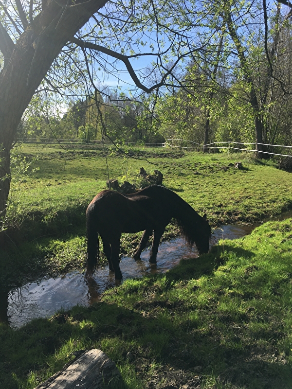 Stajnia w Starej Gorzelni - zdjęcie 2