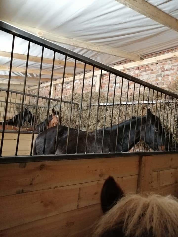 Stajnia Hellada - zdjęcie 1