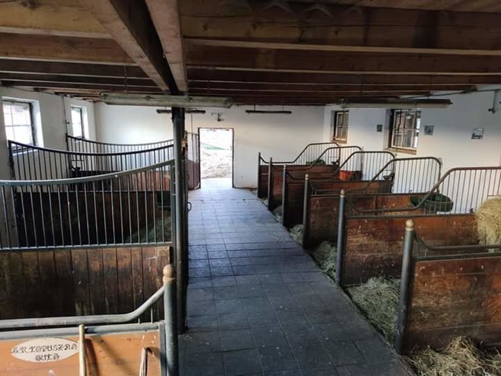 Stadnina koni Łopuszna - zdjęcie 5