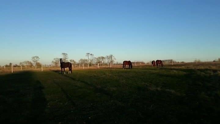Stajnia Daylight Samolubie - zdjęcie 3