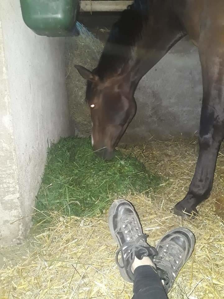 Stajnia Daylight Samolubie - zdjęcie 5