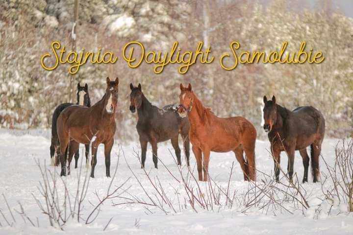 Stajnia Daylight Samolubie - zdjęcie 9