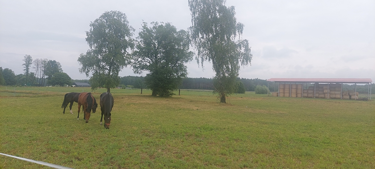 Stajnia Wiatrowo Las - zdjęcie 1