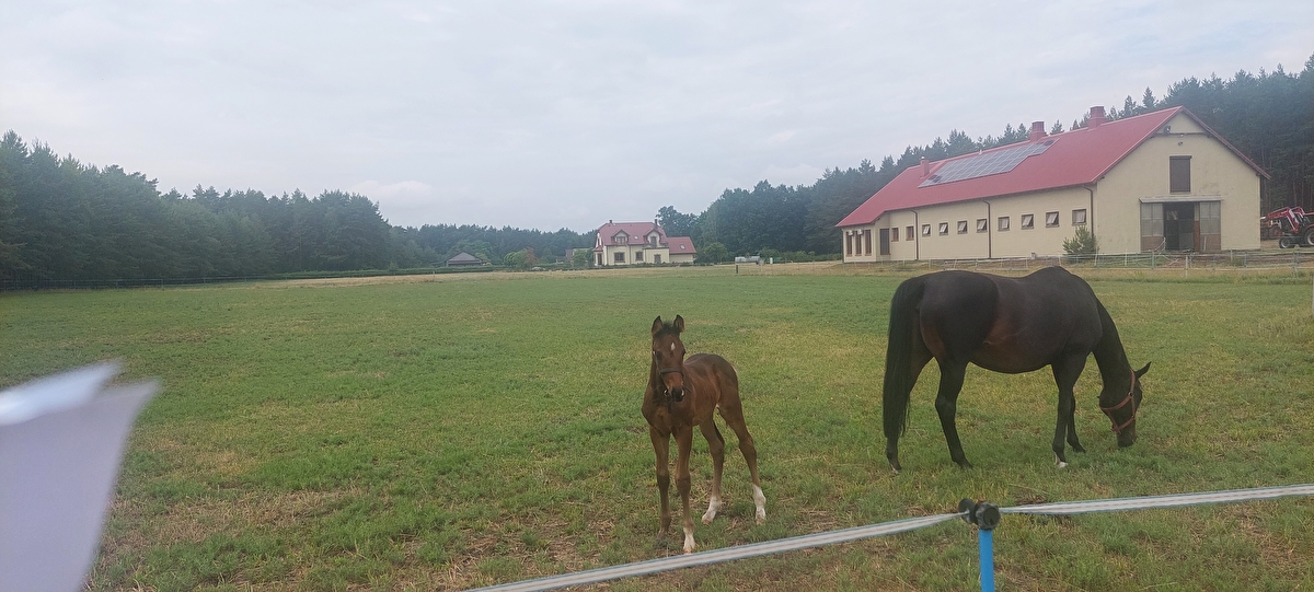 Stajnia Wiatrowo Las - zdjęcie 2
