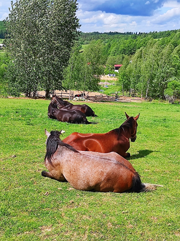 Zielona Stajnia - zdjęcie 1