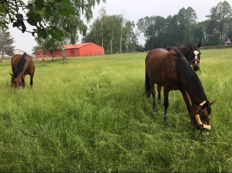 Stajnia Piekoszów - zdjęcie 1