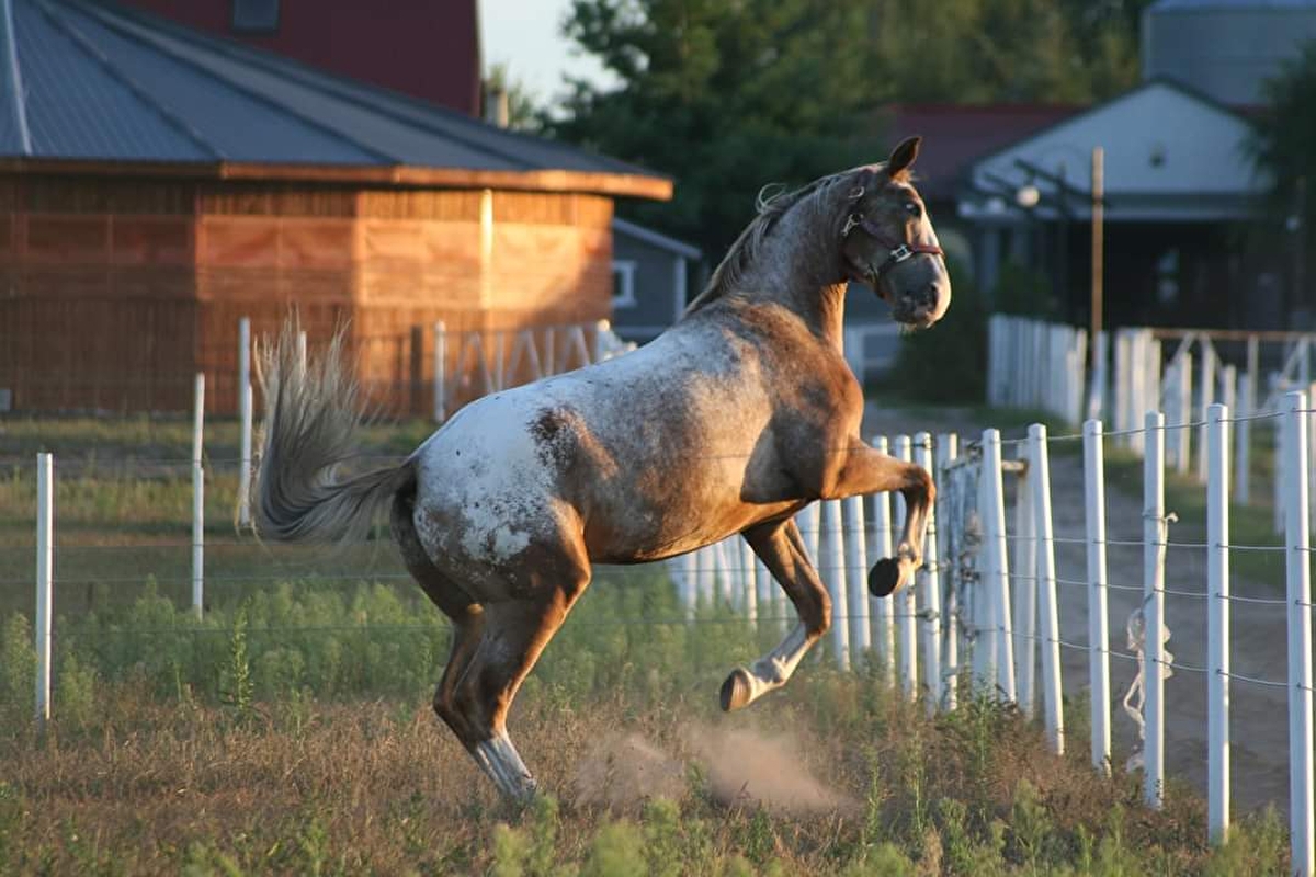 STAJNIA EMATINA - zdjęcie 4
