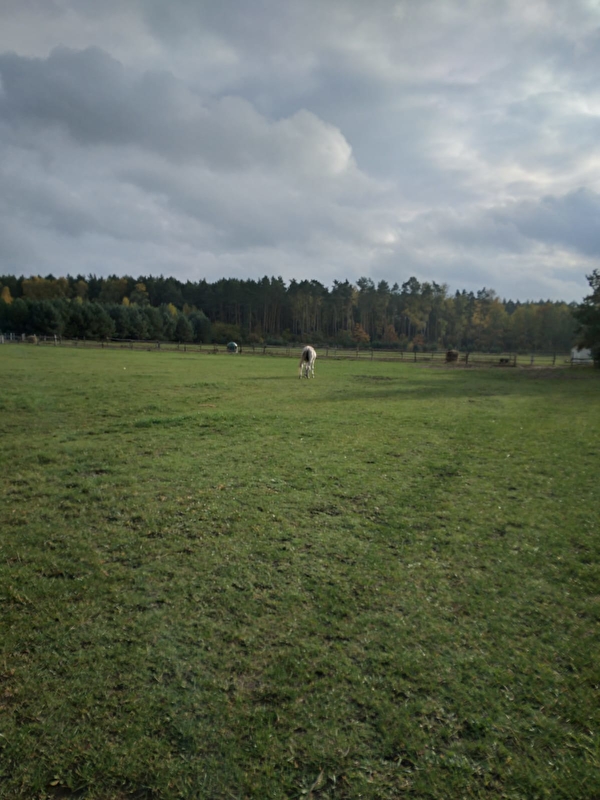 Stajnia "Morgan" Balczewo - zdjęcie 18