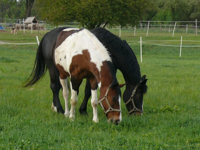 Pensjonat dla koni Stajni Vital Horse! padokowanie 24h - zdjęcie 1