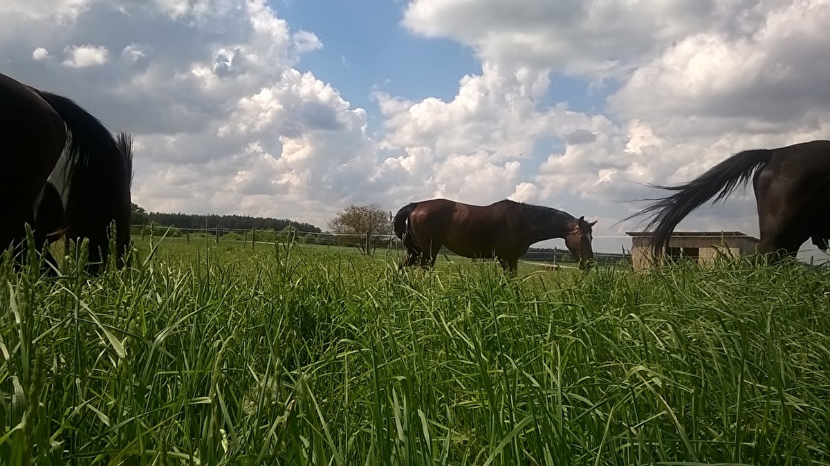 Pensjonat dla koni Stajni Vital Horse! padokowanie 24h - zdjęcie 2