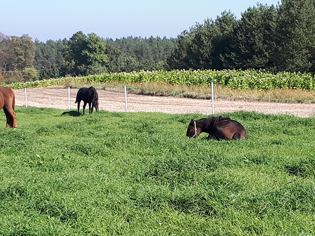 Pensjonat dla koni Stajni Vital Horse! padokowanie 24h - zdjęcie 3
