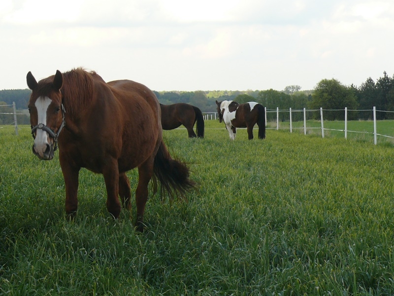 Pensjonat dla koni Stajni Vital Horse! padokowanie 24h - zdjęcie 4