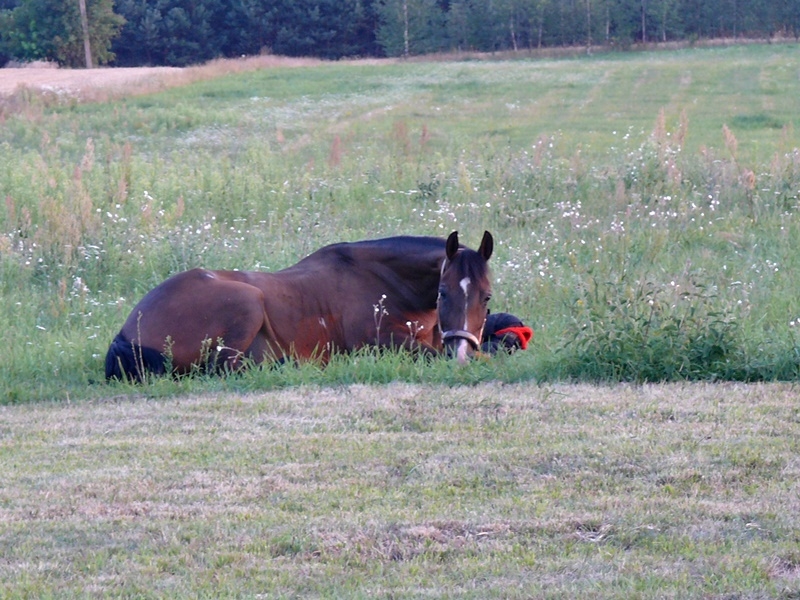 Pensjonat dla koni Stajni Vital Horse! padokowanie 24h - zdjęcie 5