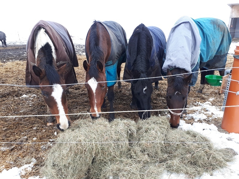 Pensjonat dla koni Stajni Vital Horse! padokowanie 24h - zdjęcie 6