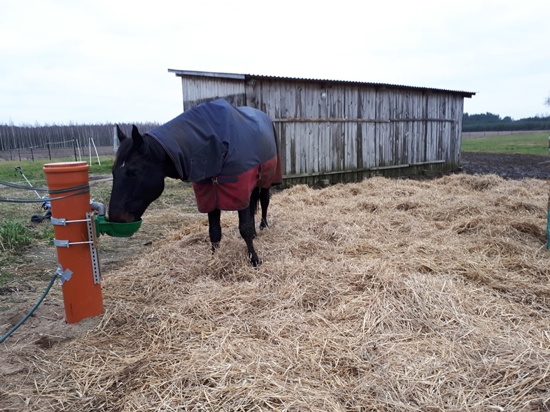 Pensjonat dla koni Stajni Vital Horse! padokowanie 24h - zdjęcie 7