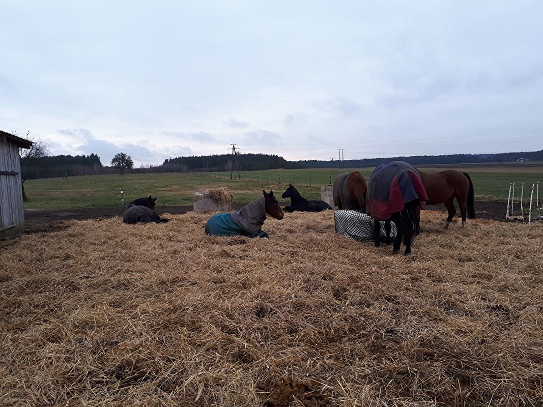 Pensjonat dla koni Stajni Vital Horse! padokowanie 24h - zdjęcie 8