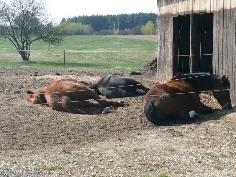 Pensjonat dla koni Stajni Vital Horse! padokowanie 24h - zdjęcie 9