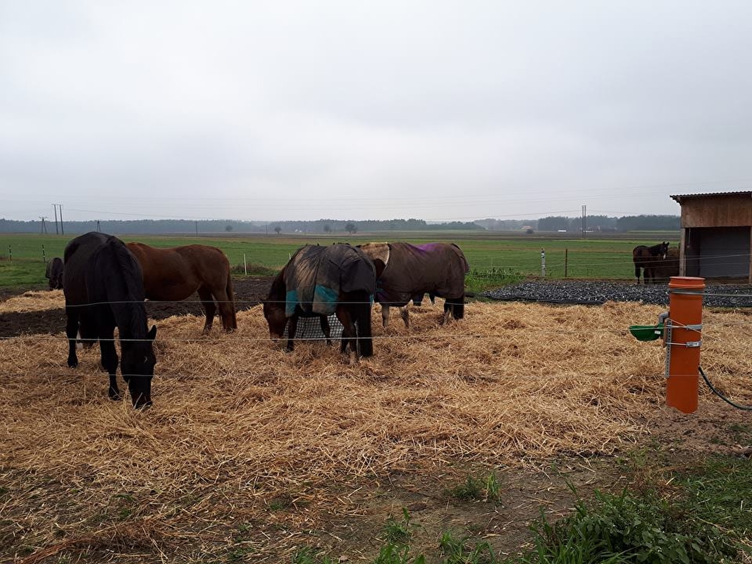 Pensjonat dla koni Stajni Vital Horse! padokowanie 24h - zdjęcie 10