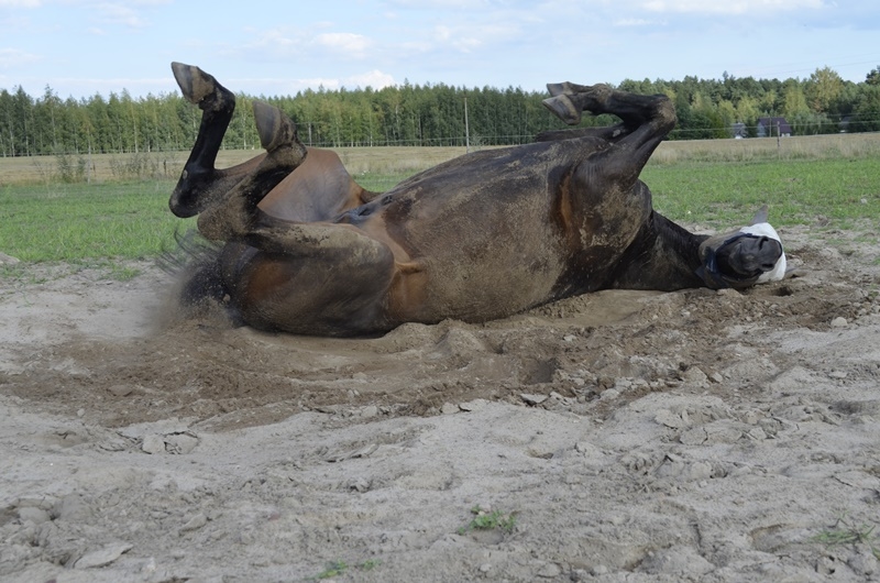 Pensjonat dla koni Stajni Vital Horse! padokowanie 24h - zdjęcie 11
