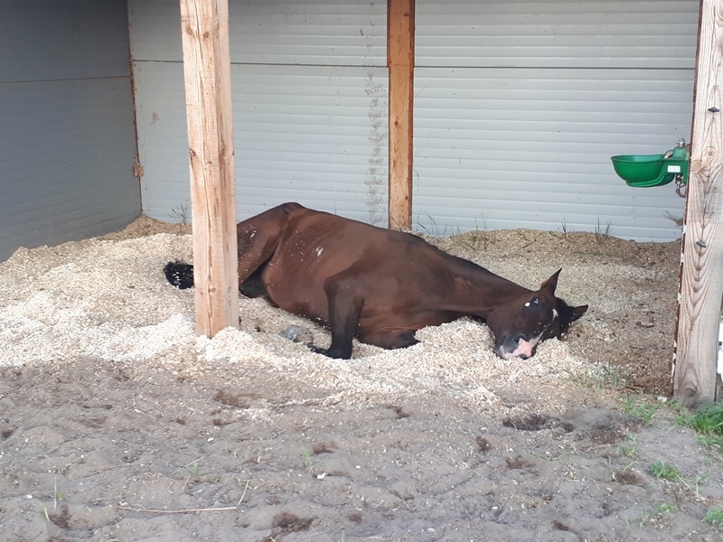 Pensjonat dla koni Stajni Vital Horse! padokowanie 24h - zdjęcie 12