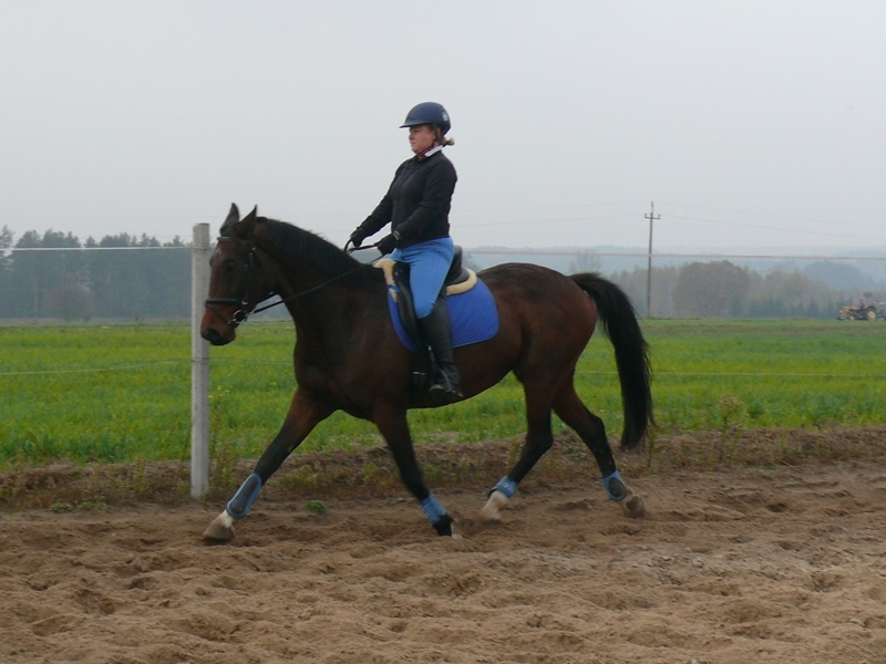 Pensjonat dla koni Stajni Vital Horse! padokowanie 24h - zdjęcie 15