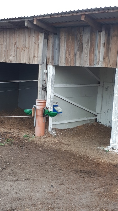 Pensjonat dla koni Stajni Vital Horse! padokowanie 24h - zdjęcie 18