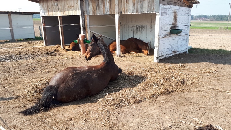 Pensjonat dla koni Stajni Vital Horse! padokowanie 24h - zdjęcie 19