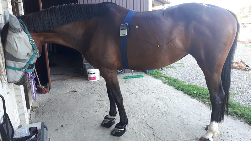 Pensjonat dla koni Stajni Vital Horse! padokowanie 24h - zdjęcie 20