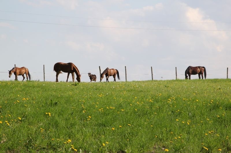 Stajnia Bursztynowa - zdjęcie 5
