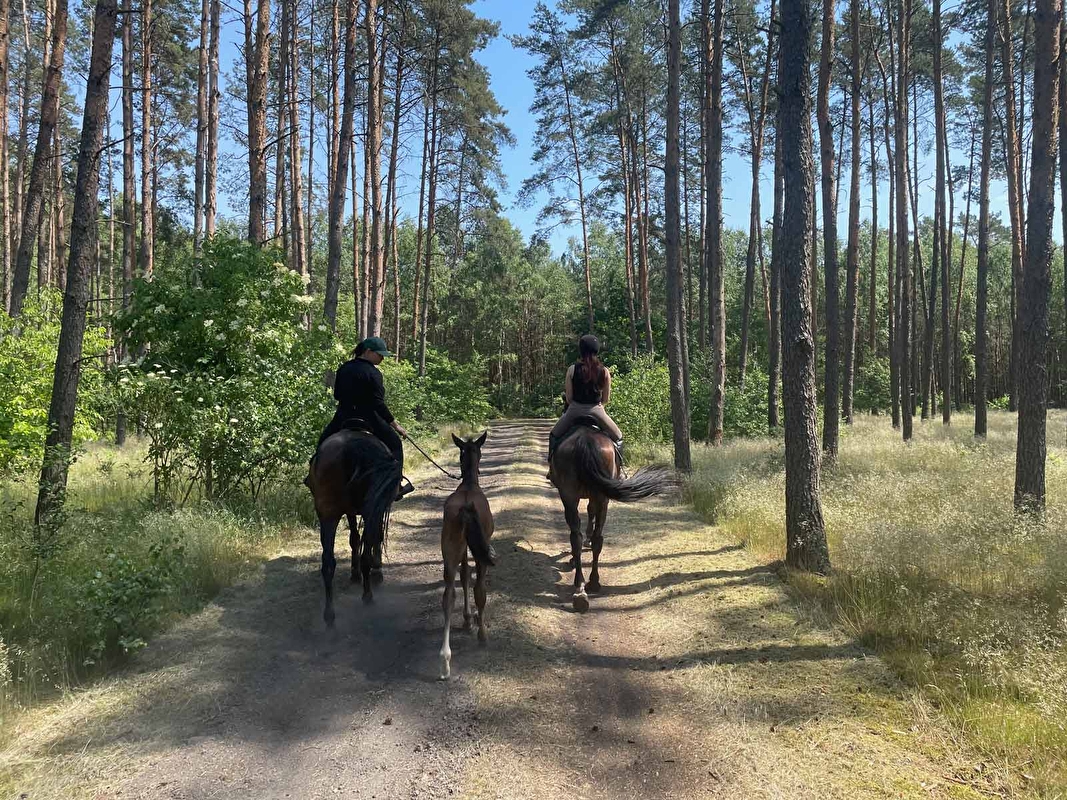 Stajnia Ludomicko - zdjęcie 4