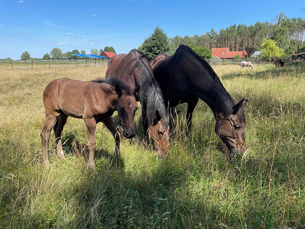 Stajnia Ludomicko - zdjęcie 12