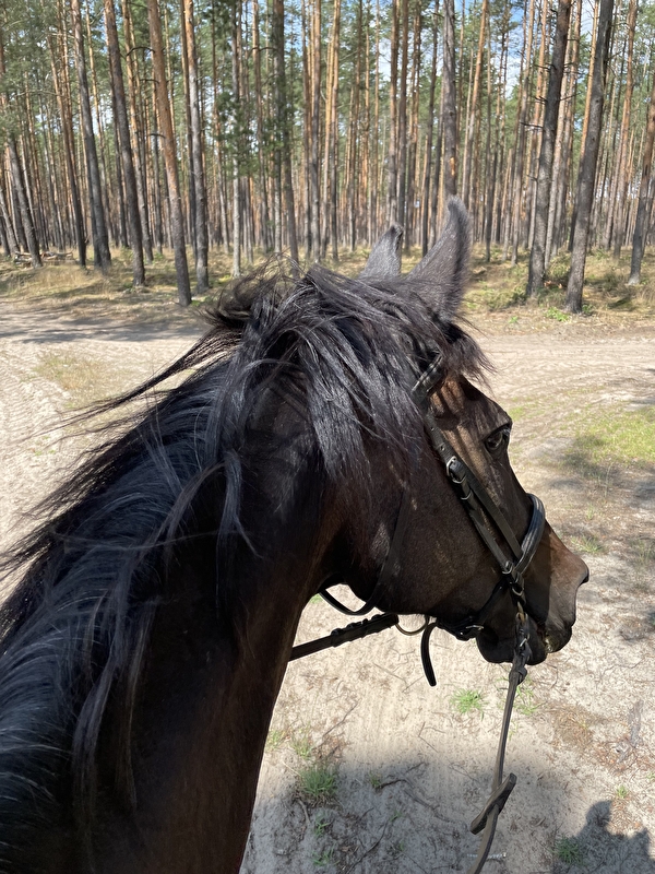 Stajnia Ludomicko - zdjęcie 17