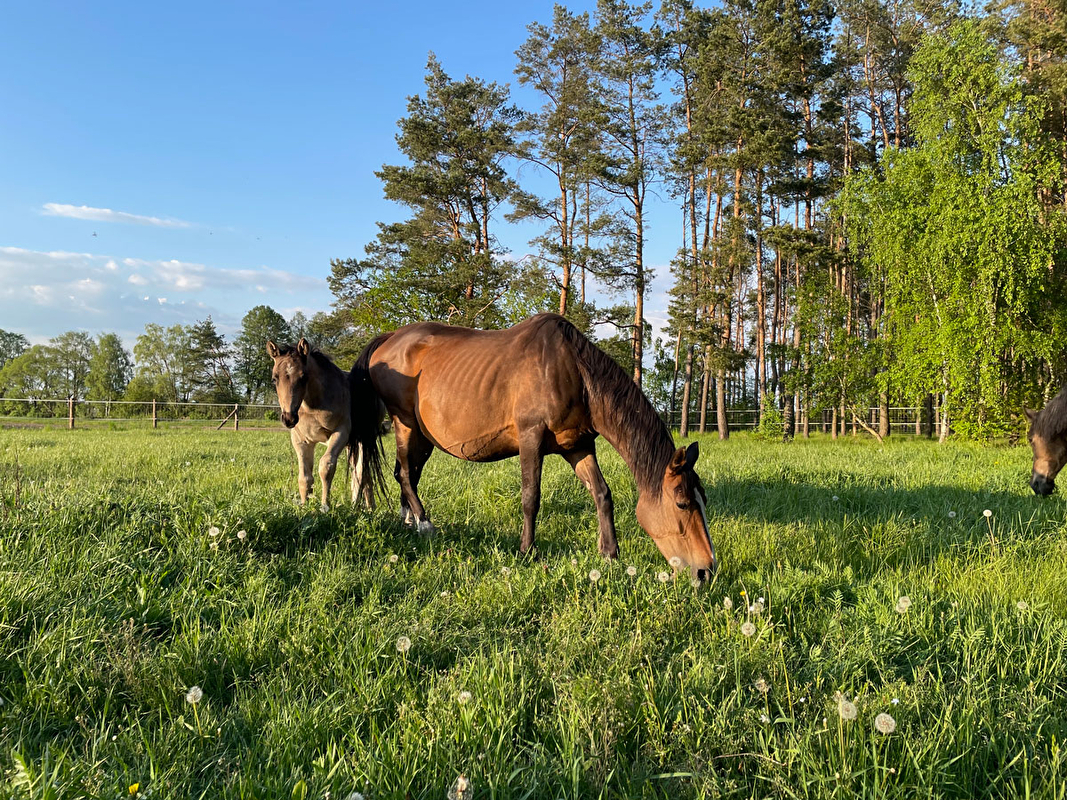 Stajnia Ludomicko - zdjęcie 20
