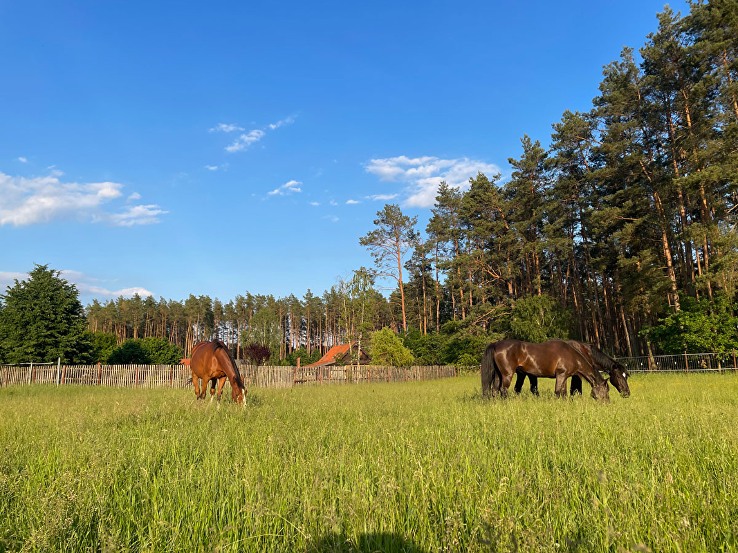 Stajnia Ludomicko - zdjęcie 25